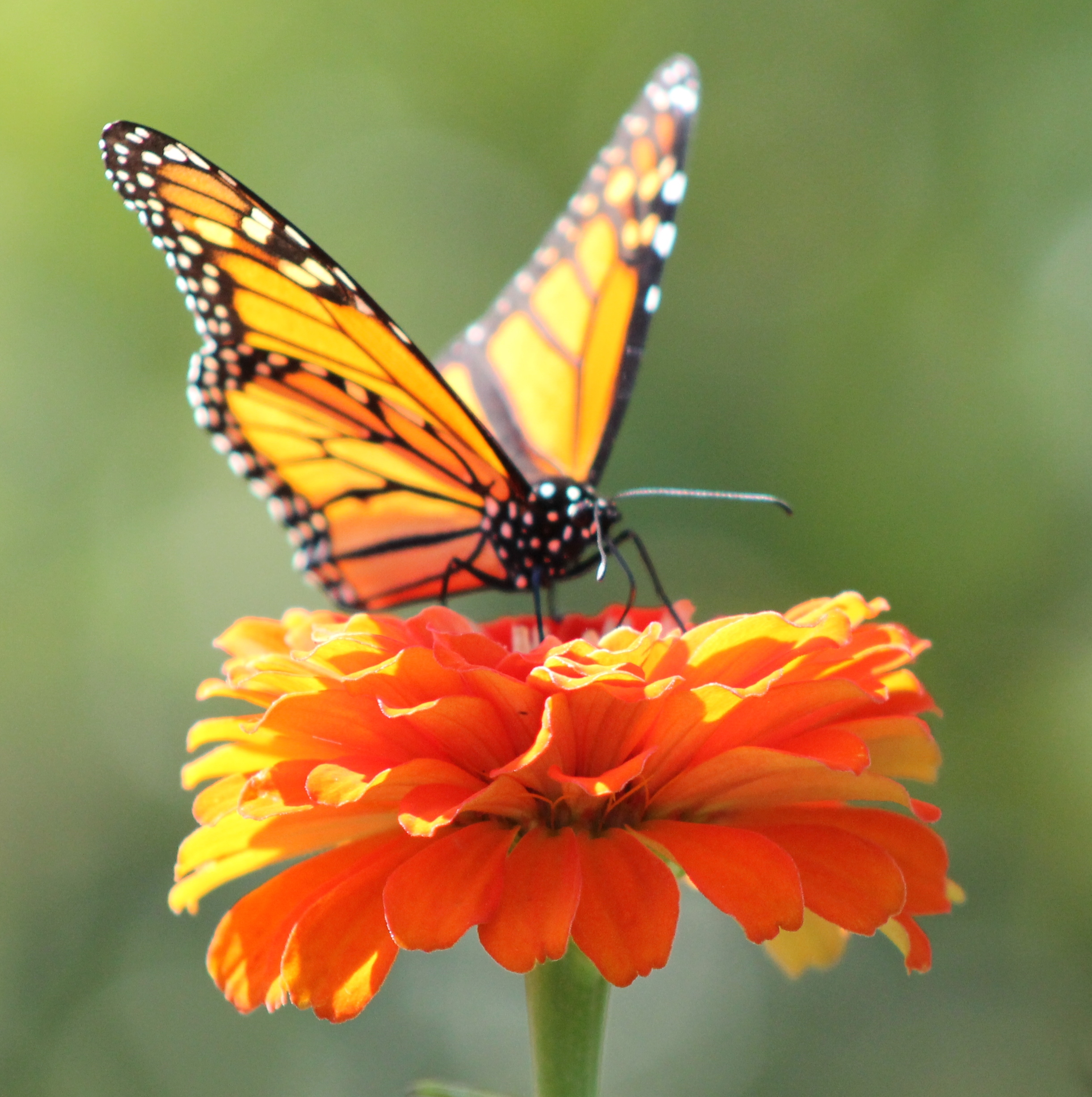 Nature Photography Contest Exhibit Get Outdoors Kansas