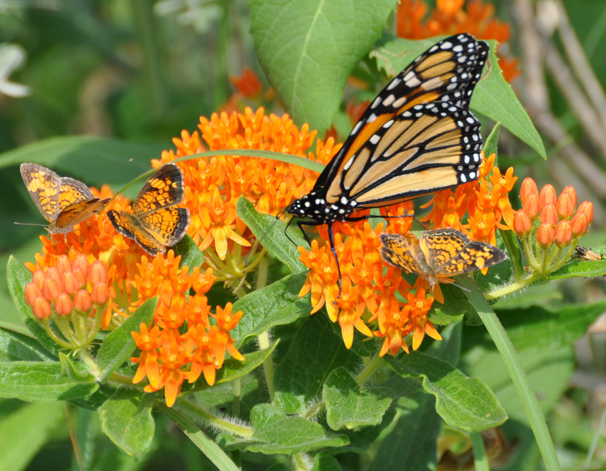 Wildflowers and Butterflies National Park Service Centennial ...