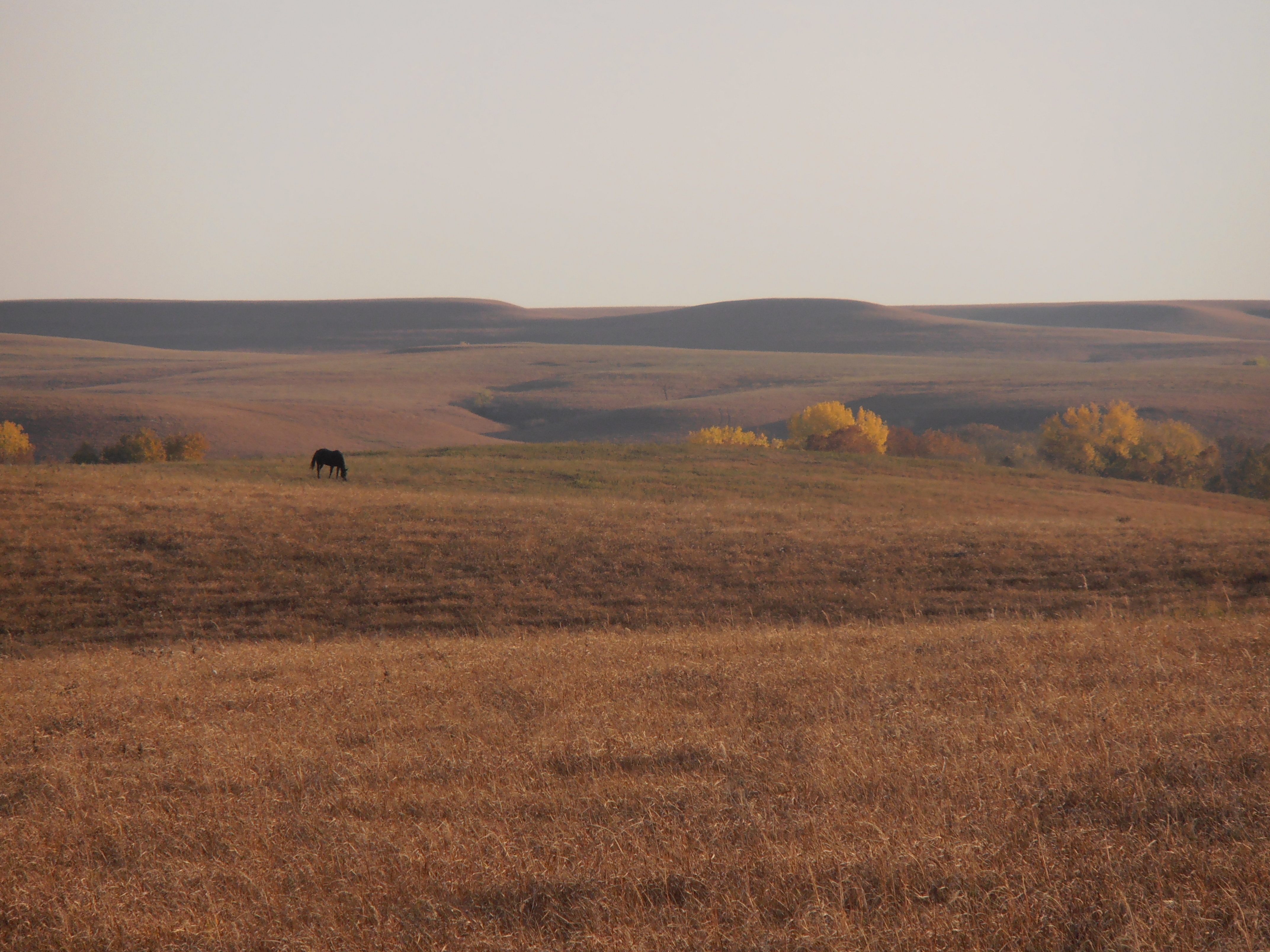 Kansas Prairie 